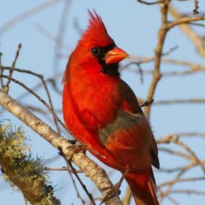 Meet your Posher, Ruth